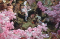   Ghostpipe fish Softcoral colors  